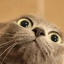 wowkitty