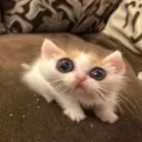minikitty