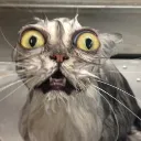 wetkitty