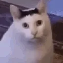 huhkitty