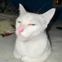 hmcat