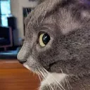 sideyecat