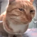 sideeyecat2
