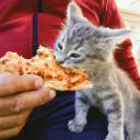 catpizza1