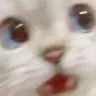 CatShock