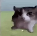 CatFuckingDies