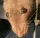 ratstare