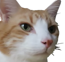 catcstare Discord emoji