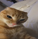 catangry Discord emoji