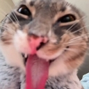 Cat face with a distorted expression and its tongue hanging out.