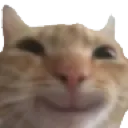 happy_cat