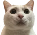 1Khncute