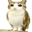 co09_meowl1
