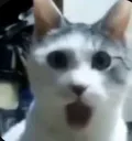 Shockedcatmeme