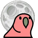 moonParrot