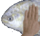 :6479fishpat:
