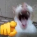 pointingcat