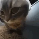 chipichapacat chipichapacat