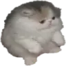tupidsit