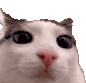 cat_plink animated emote - r/Lebanon