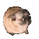 pug_dance