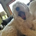 yawn