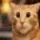 susthecat_orange