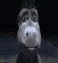 24659donkeystare