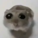 hamy