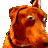 shockeddog