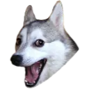 badpundog