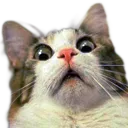 cat_shocked