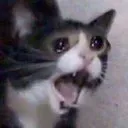 angrycat