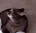 catalert