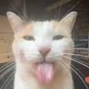 catsilly Discord emoji
