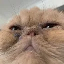 wisecat wisecat