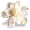 flowermagnolia