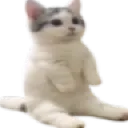 catsit