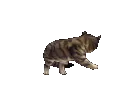 following_tail