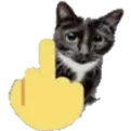 FYOUcat