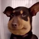 dogstungbybees dogstungbybees