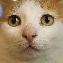 TokiStare Discord emoji