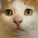 TokiStare TokiStare