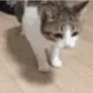Cat_Falling