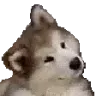 ConfusedDog ConfusedDog