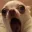 TT_doggasp