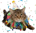 birthday_cat