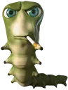 caterpungus caterpungus