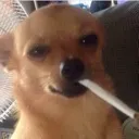 dogsmoke