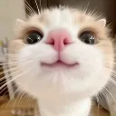 meOW